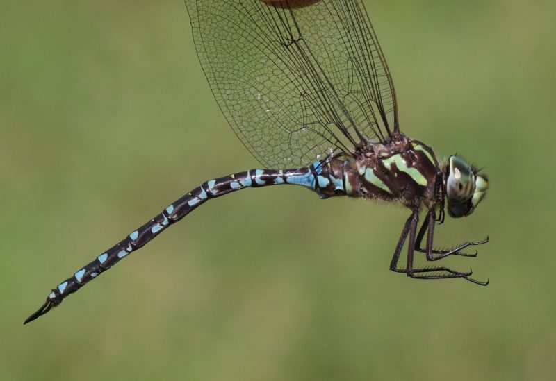 Dragonflies in California