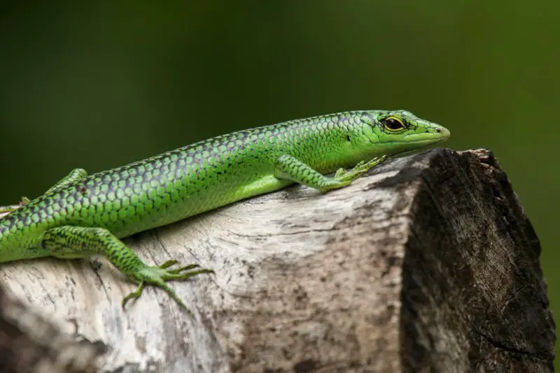 Green Lizards in Texas