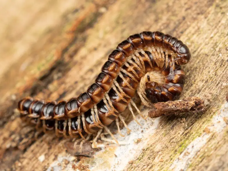 Millipedes in California