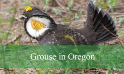 5 Types of Grouse in Oregon (With Pictures and Identification)