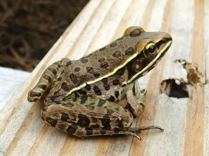 Frogs in Louisiana