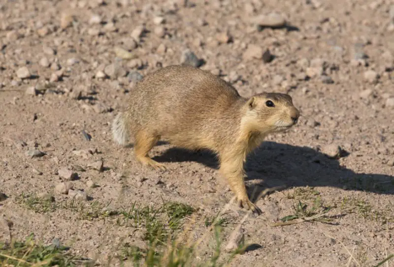Prairie Dogs in Arizona