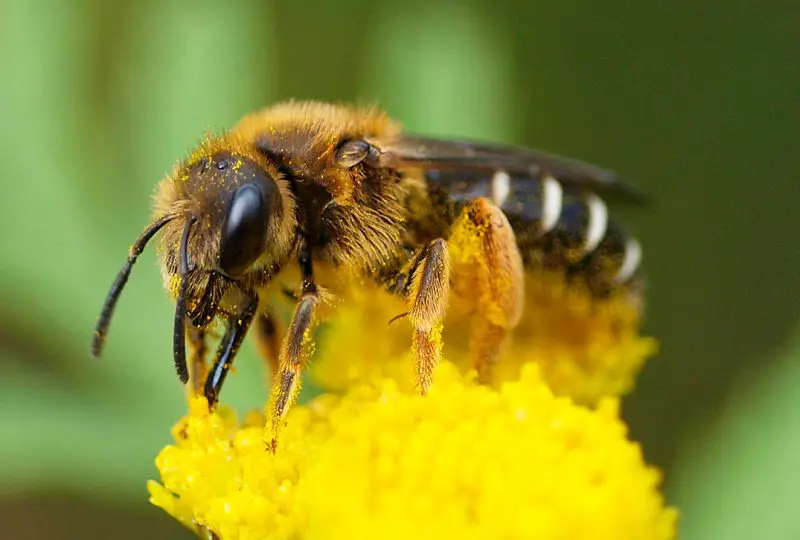 Types of Bees in Florida