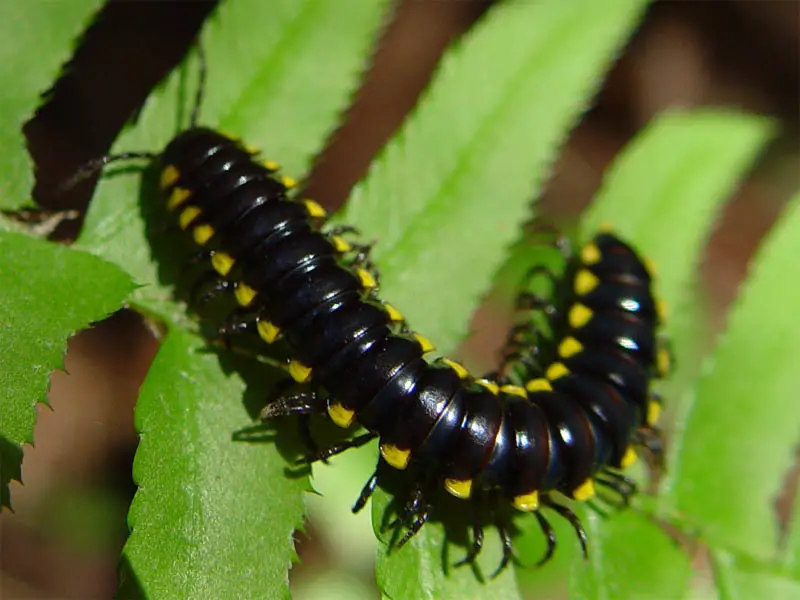 Millipedes in California