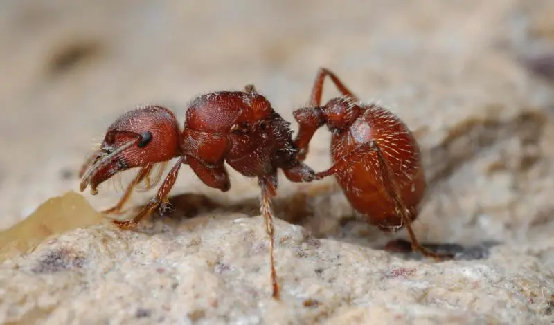 Dangerous Bugs in New Mexico