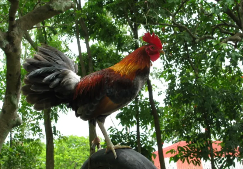 Feral Chickens in Hawaii