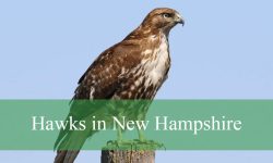 10 Types of Hawks in New Hampshire (Pictures and Identification)