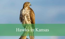 11 Types of Hawks in Kansas (With Pictures and Identification)