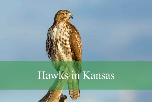 Hawks in Kansas