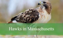 10 Types of Hawks in Massachusetts (Pictures and Identification)