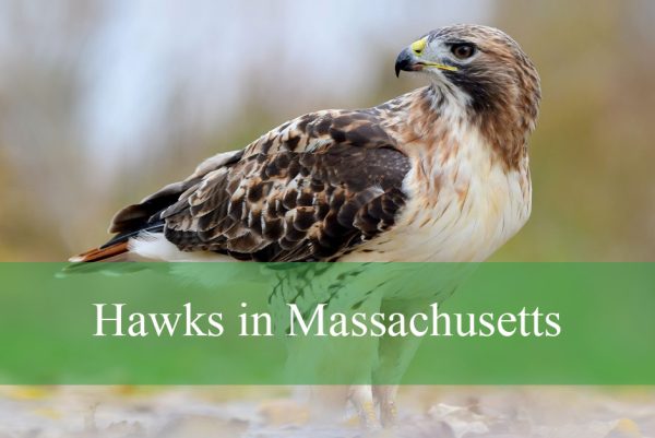 Hawks in Massachusetts
