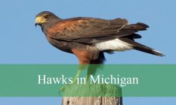 12 Types of Hawks in Michigan (With Pictures and Identification)