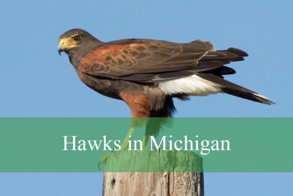 Hawks in Michigan