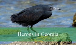12 Herons in Georgia (With Pictures and Identification)