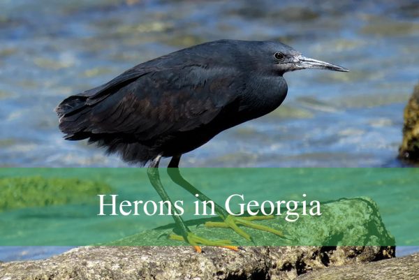 Herons in Georgia