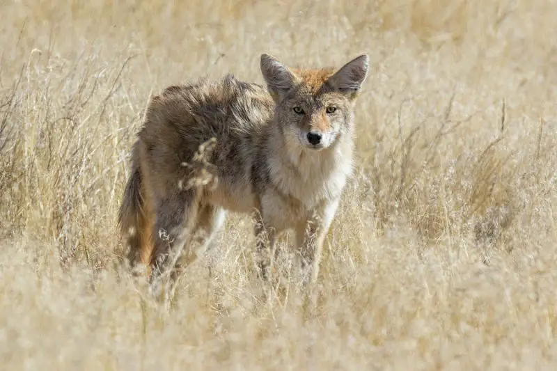 Coyotes in Montana