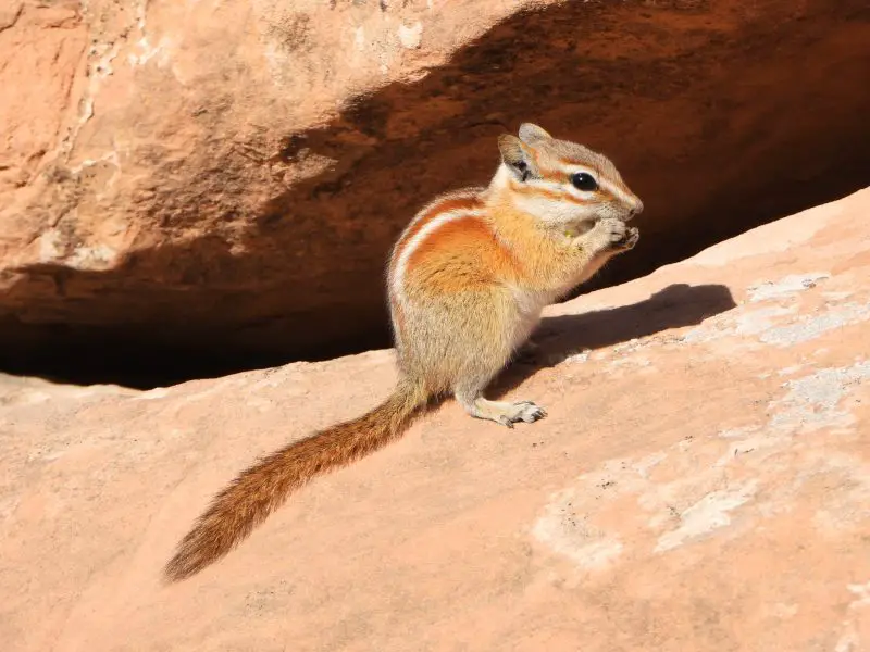 Chipmunks in Colorado