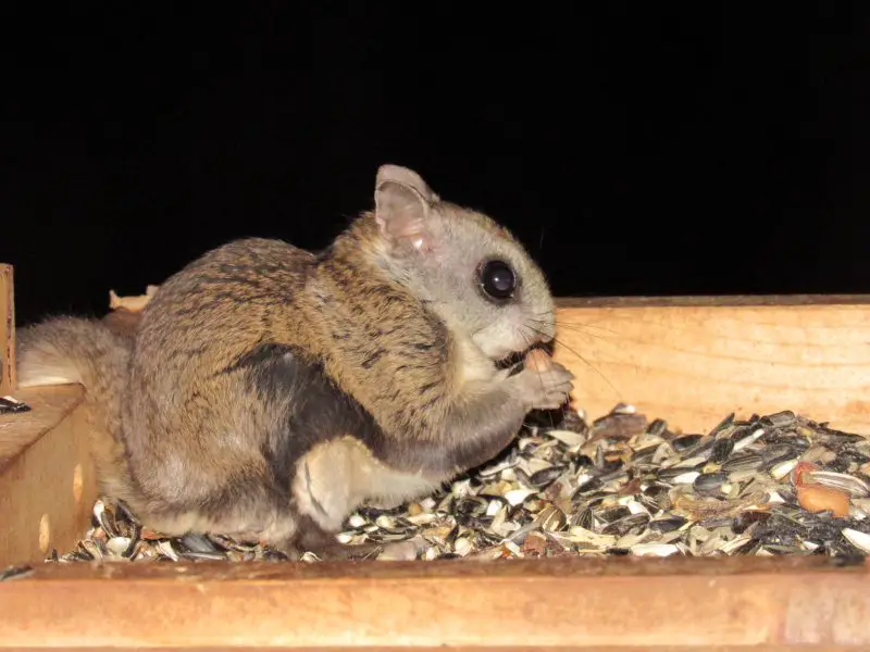 Squirrels in Idaho