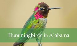 12 Hummingbirds in Alabama (With Pictures and Identification)