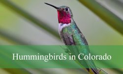 10 Hummingbirds in Colorado (With Pictures and Identification)