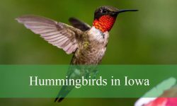 6 Hummingbirds in Iowa (With Pictures and Identification)