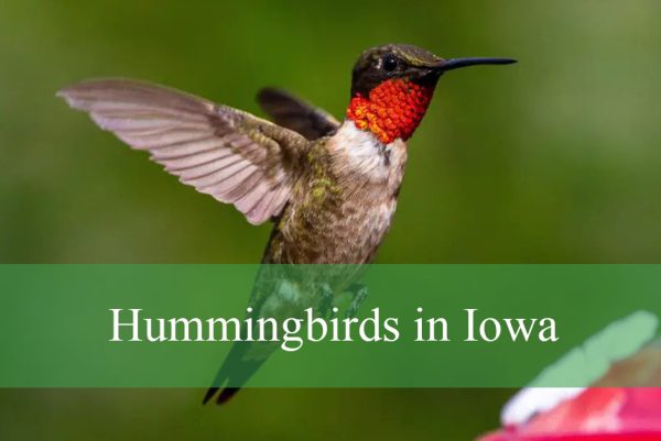Hummingbirds in Iowa