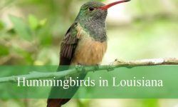 11 Hummingbirds in Louisiana (With Pictures and Identification)