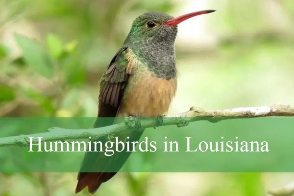 Hummingbirds in Louisiana