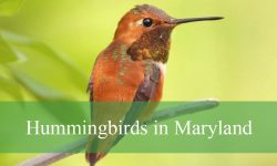 5 Hummingbirds in Maryland (With Pictures and Identification)