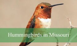 4 Types of Hummingbirds in Missouri (Pictures and Identification)