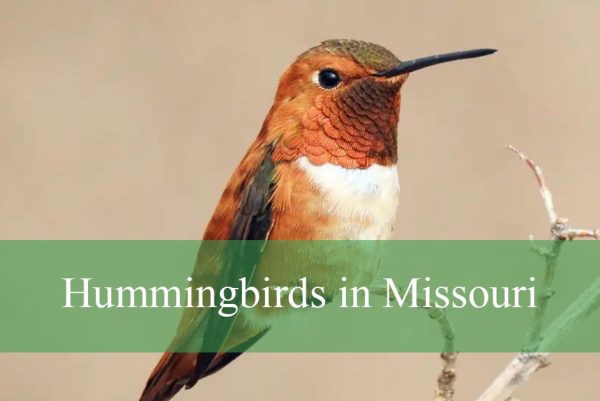 Hummingbirds in Missouri