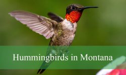 8 Types of Hummingbirds in Montana (Pictures and Identification)