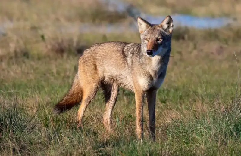 Coyotes in North Dakota