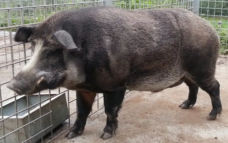 Feral Pigs in Ohio