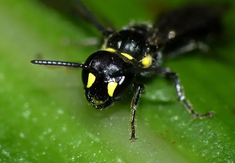 Types of Bees in Florida