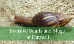 15 Invasive Snails and Slugs in Hawaii (Pictures and Identification)