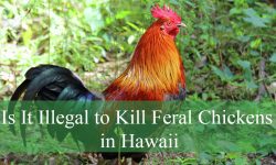 Is It Illegal to Kill Feral Chickens in Hawaii by Law?