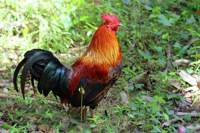 Is It Illegal to Kill Feral Chickens in Hawaii