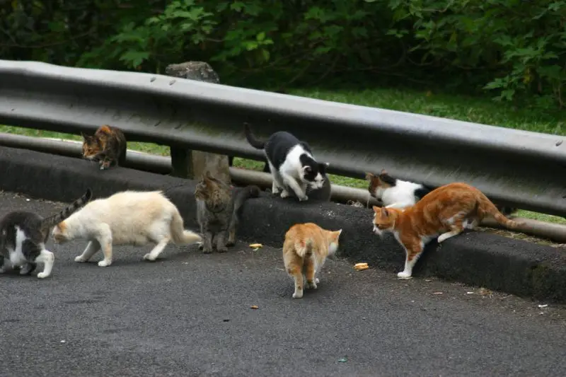 Is It Legal to Kill Feral Cats in Hawaii