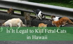 Is It Legal to Kill Feral Cats in Hawaii? What the Law Actually Says