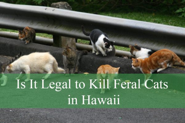 Is It Legal to Kill Feral Cats in Hawaii