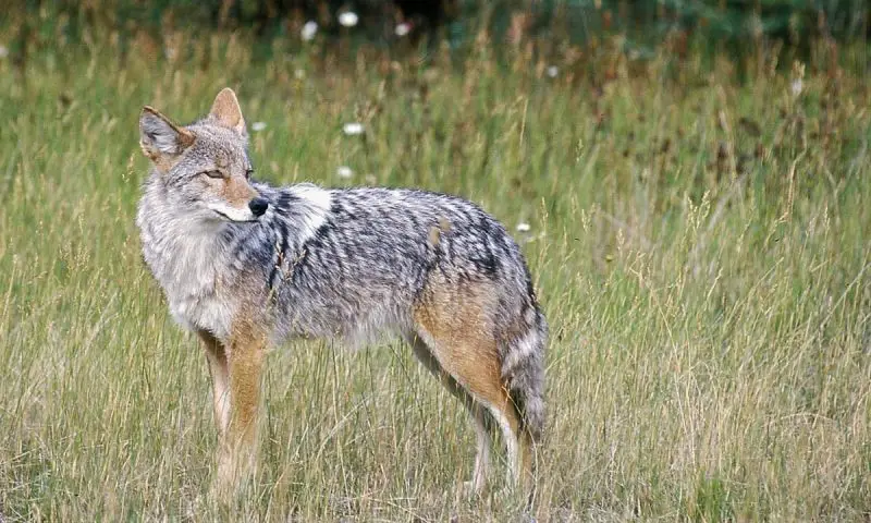 Is It Legal to Kill a Coyote in California