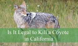 Is It Legal to Kill a Coyote in California Without a Permit?