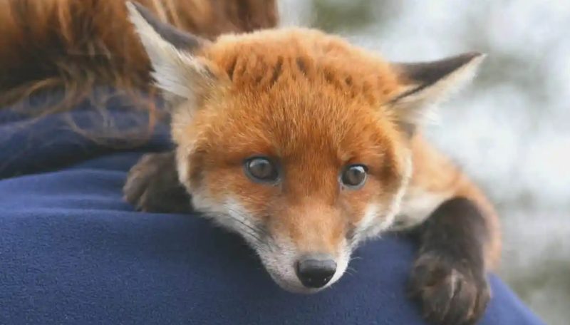 Is It Legal to Own a Fox in Texas