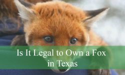 Is It Legal to Own a Fox in Texas or Will You Get in Trouble?