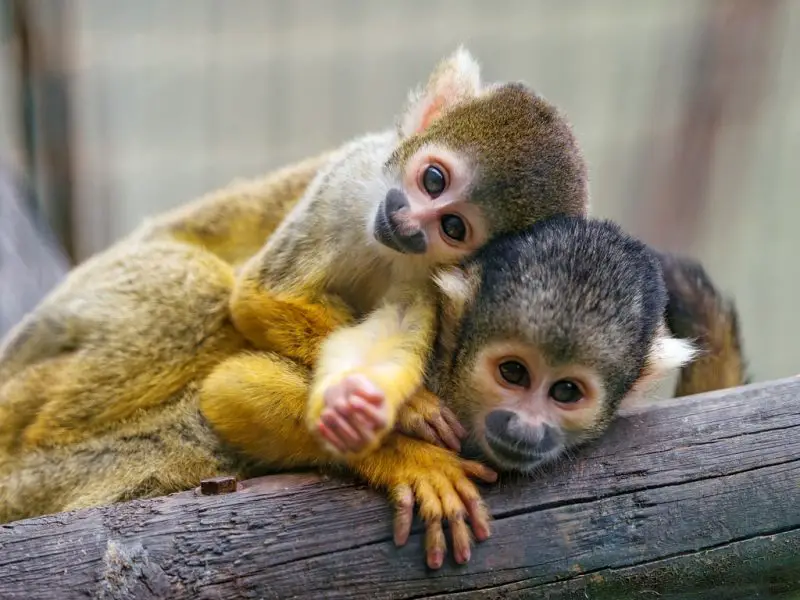 Is It Legal to Own a Monkey in Ohio