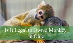 Is It Legal to Own a Monkey in Ohio? What You Need to Know