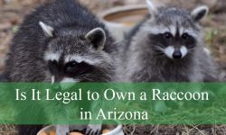 Is It Legal to Own a Raccoon in Arizona? Learn the Rules