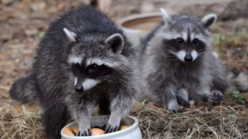 Is It Legal to Own a Raccoon in Arizona