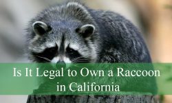 Is It Legal to Own a Raccoon in California or Not?